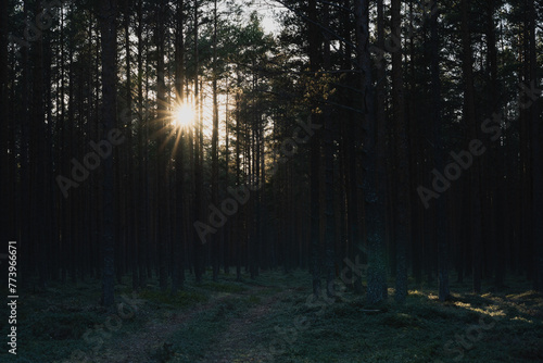 Nature of Estonia  Baltic states. Pine forest early in the morning in spring.