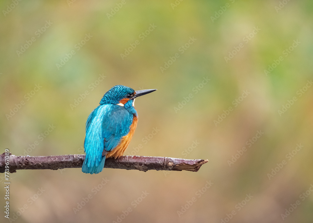 Fototapeta premium Martin-pêcheur ( IA bruit )