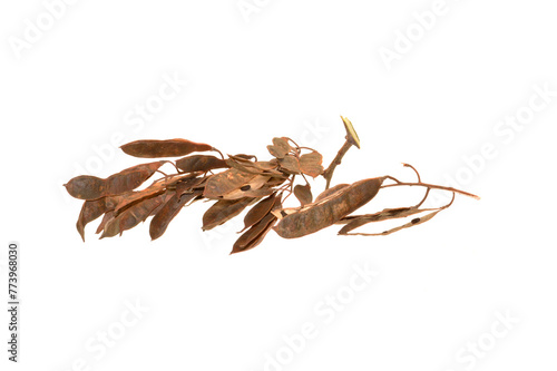 acacia seeds isolated on white background photo