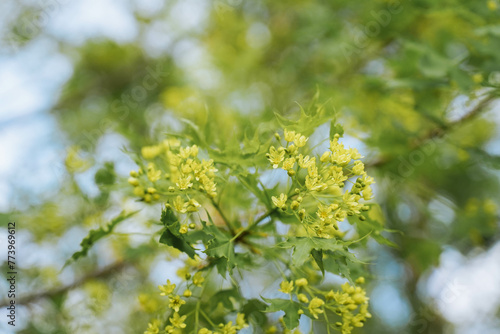 Yellow flowers of Acer truncatum Bunge blooming in springtime