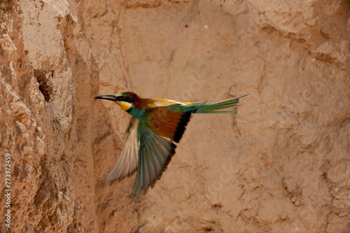 European Bee-eater (Merops apiaster), Flying to the nest, Alicante, Comunidad Valenciana, Spain - stock photo