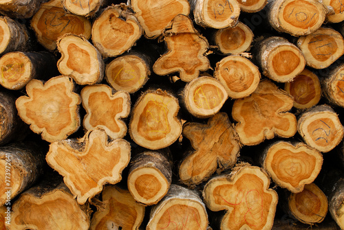 Close up of teak wood logs stacked on pile in forest, freshly cut tree logs piled up as background texture - stock photo