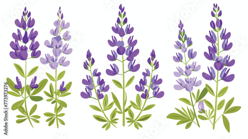Lupine flat vector illustration. Purple meadow flower