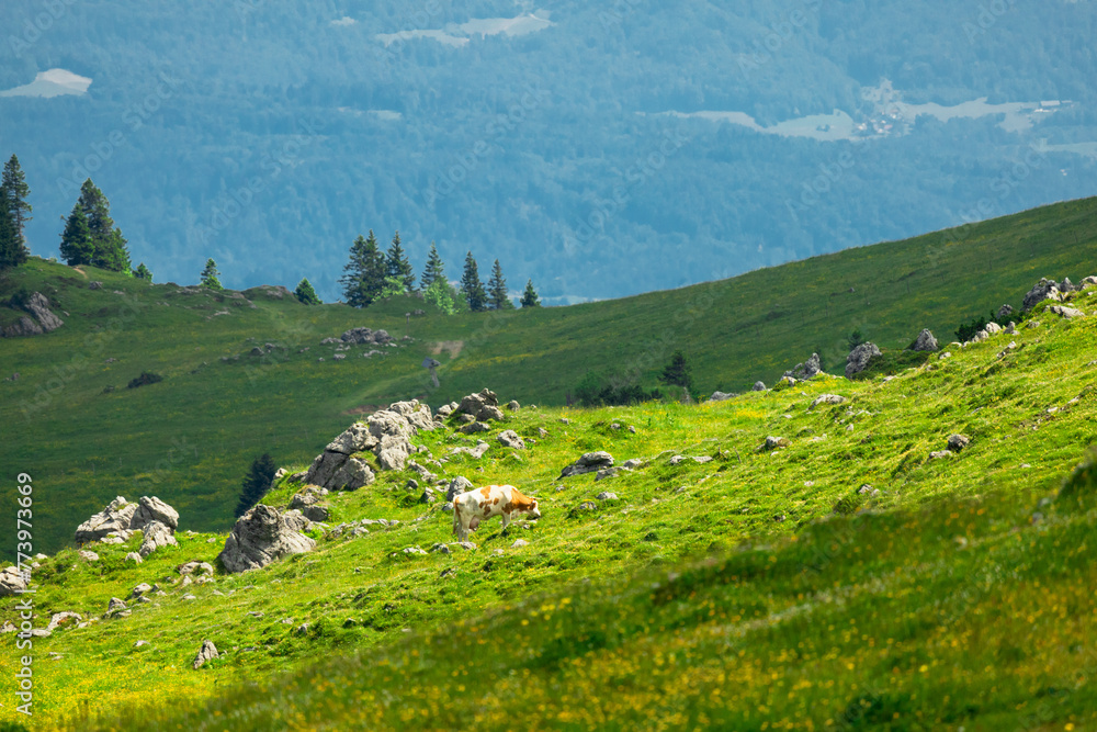Mountain Valley and Alpine Meadows with Trees and Green Grass. Velika Planina, Slovenia