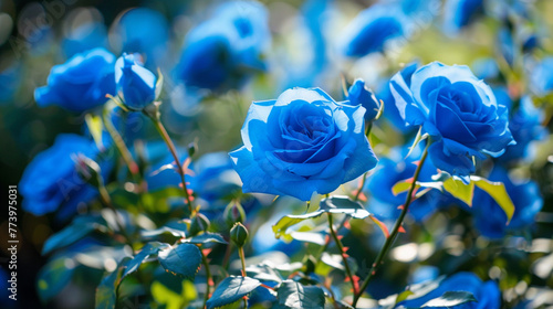 Blue roses in the garden. Spring in the garden.