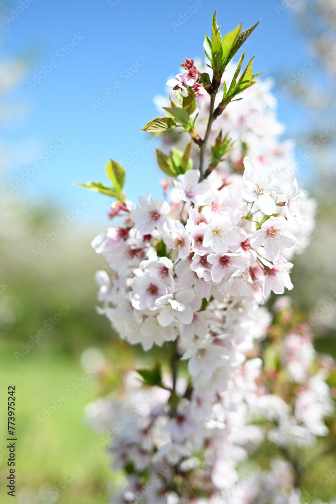 綺麗に咲く桜の花びら 綺麗に咲く桜の花びら
