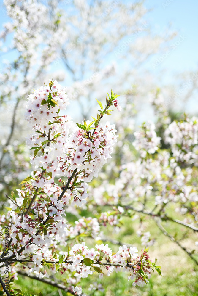 美しい満開の桜の木 美しい満開の桜の木