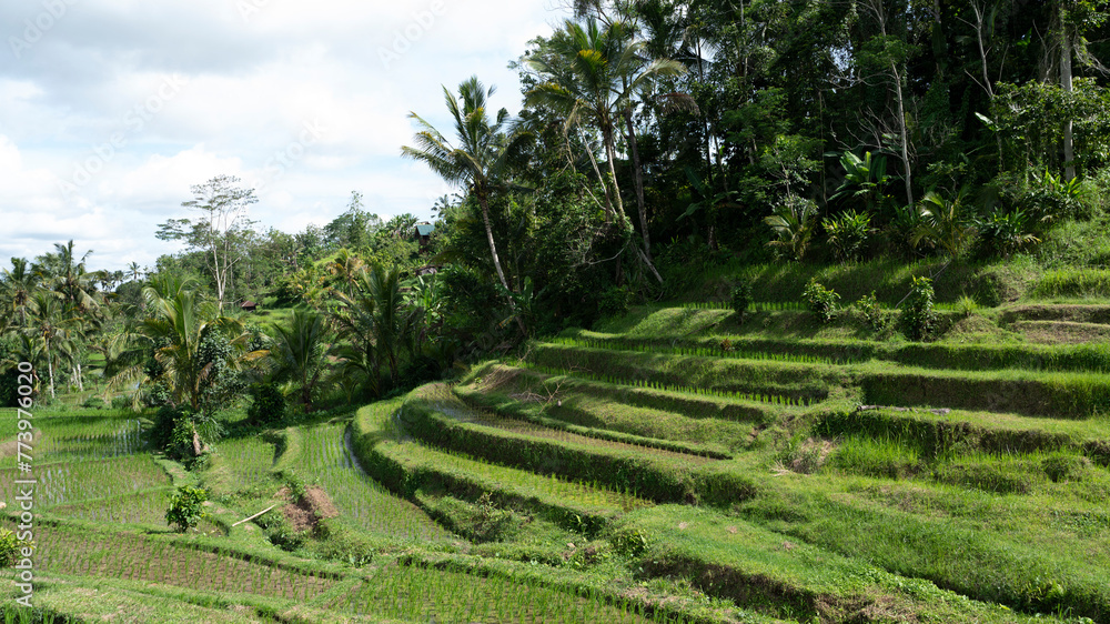 Green terraced rice fields in Tegallalang, Bali Green terraced rice fields in Tegallalang, Bali