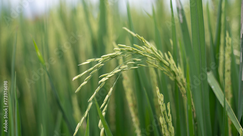 Close-up view of a rice paddy in Bali