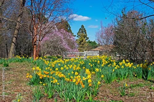 An early springtime daffodil flower bed frames a picturesque scene with a cottage in the background -03