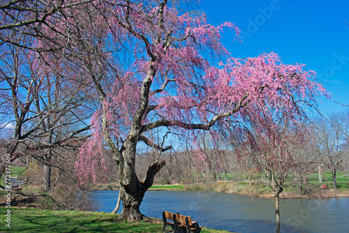 Wooden bench overlooks trees and flowers blooming around a small lake at Holmdel Park, New Jersey, -19