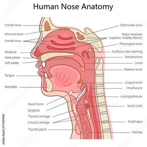 Human nose and throat anatomy with labeled parts, suitable for medical study structure diagram hand drawn schematic vector illustration. Medical science educational illustration