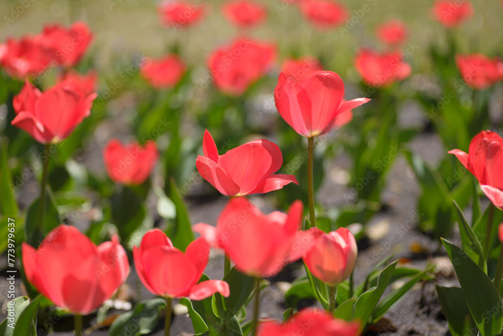 赤いチューリップの花畑