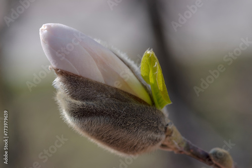 Piękny pączek kwiatu białej magnolii tuż przed kwitnieniem. Wiosenne południe w parku. Pączek kwiatowy tuż przed „przepoczwarzeniem” w „dorosły” kwiat. © Grzegorz