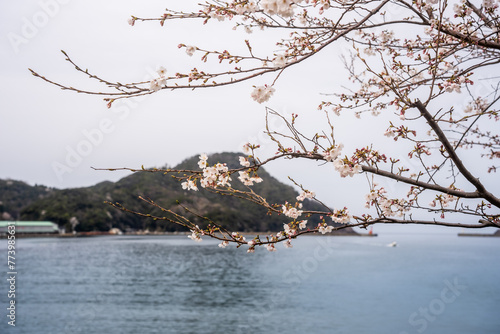 海外線の桜と蕾 photo