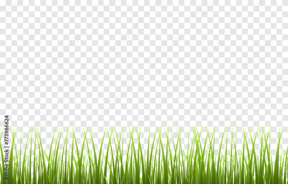 Fototapeta premium Vector young green grass. Grass png. Young grass, lawn. Grass borders.