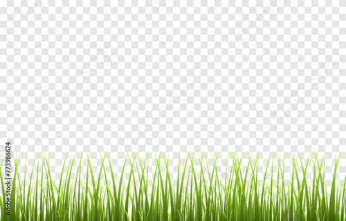 Vector young green grass. Grass png. Young grass, lawn. Grass borders.
