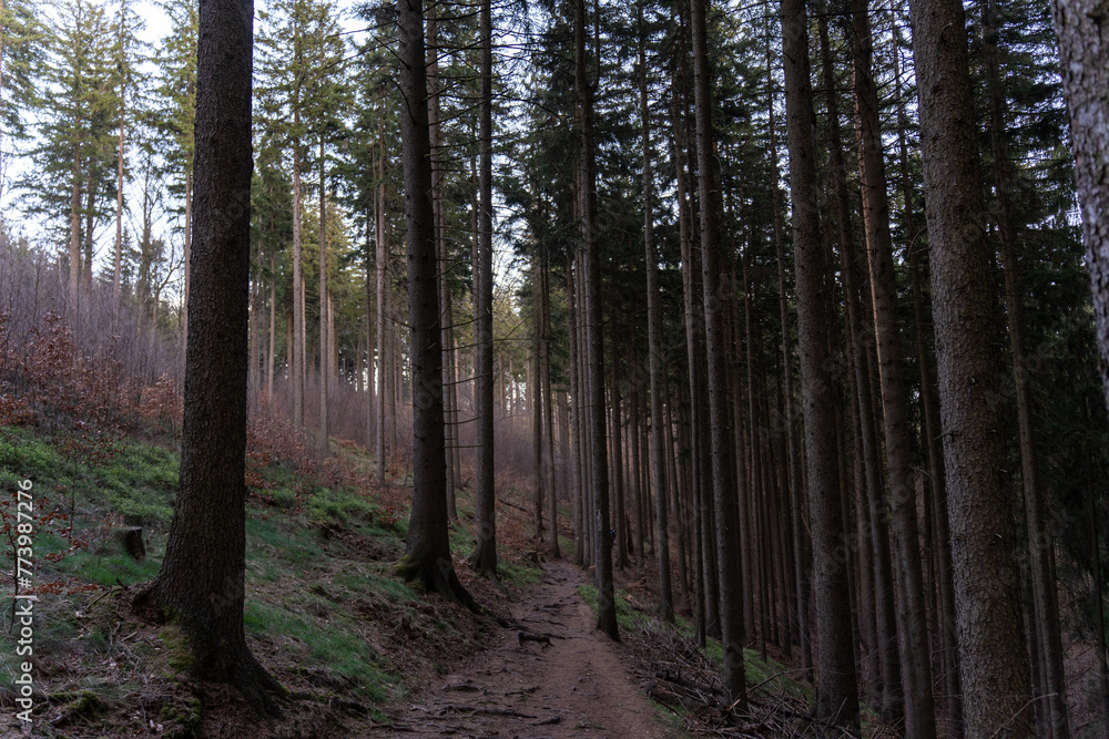 Evening forest landscape in early spring Evening forest landscape in early spring