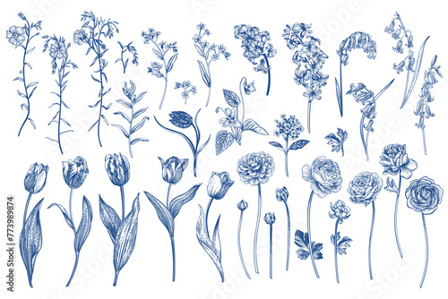 Set with spring and summer flowers. Garden plants. Illustration. Tulips, hyacinths, flax, ranunculus, hyacinthoides. Blue drawing.