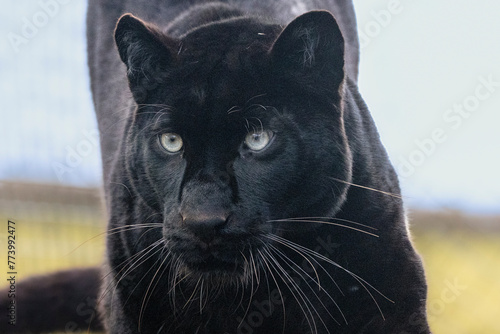 Black leopard portrait