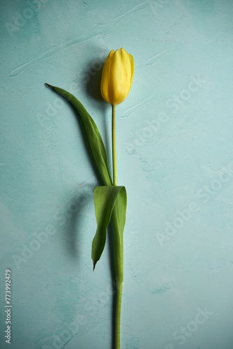 tulipan na niebieskim tle  photo