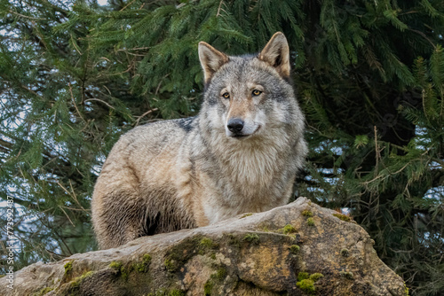 Photos Eurasian grey wolf