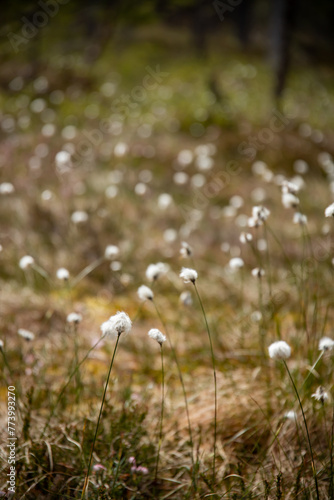 flowers of cotton grass in swamp