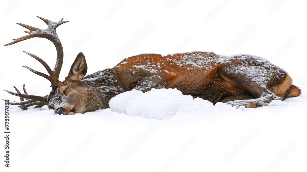 Obraz premium A deer laying down in the snow, surrounded by a winter landscape