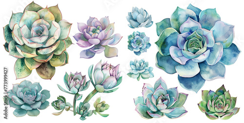 Watercolor succulent clipart for graphic resources
