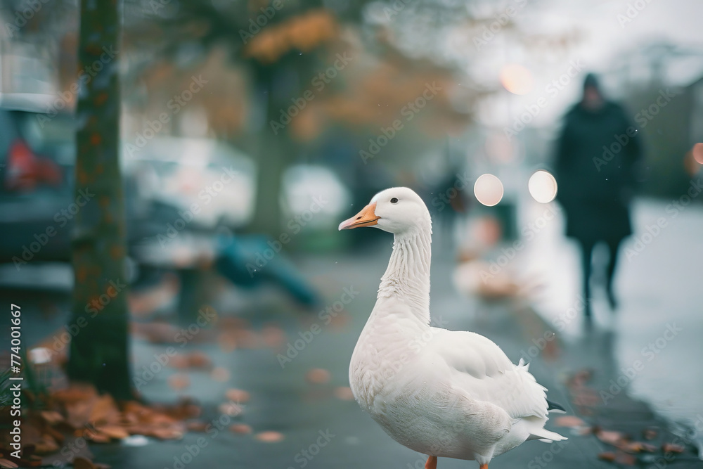 Goose in Autumnal City Setting with Blurred Background Goose in Autumnal City Setting with Blurred Background