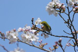 tasting, fresh Cherry Blossoms with little bird, Japanese White-eye