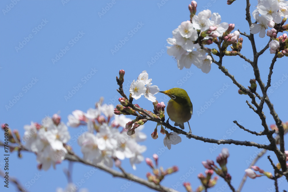 evaluating, fresh Cherry Blossoms with little bird, Japanese White-eye evaluating, fresh Cherry Blossoms with little bird, Japanese White-eye
