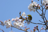 evaluating, fresh Cherry Blossoms with little bird, Japanese White-eye