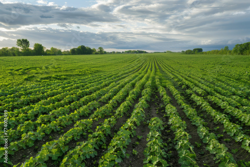 Lush Green Farmland Rows Under Partly Cloudy Sky