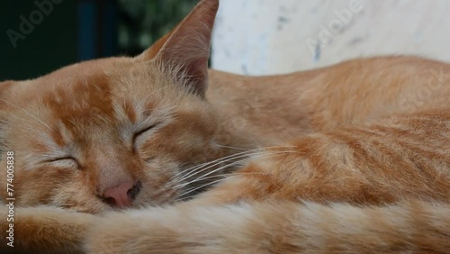 Wallpaper Mural Close up of Persian cat "Felis catus" with orange color sleeping in the sun, pet Torontodigital.ca
