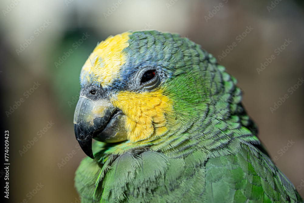 Obraz premium blue and yellow parrot