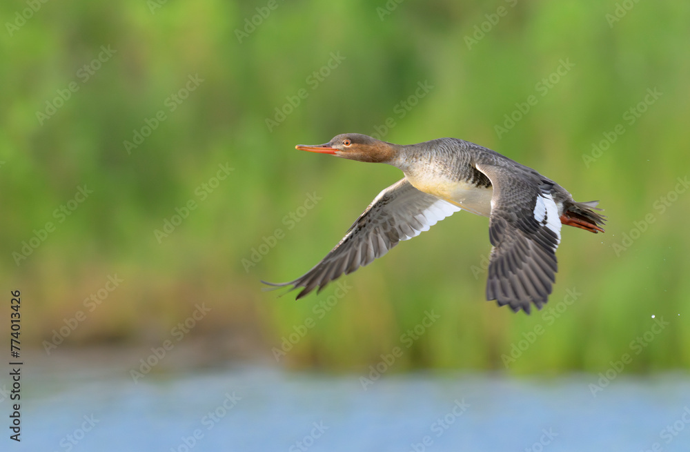 Red-breasted merganser (Mergus serrator) female flying over tidal marsh, Galveston, Texas, USA. Red-breasted merganser (Mergus serrator) female flying over tidal marsh, Galveston, Texas, USA.