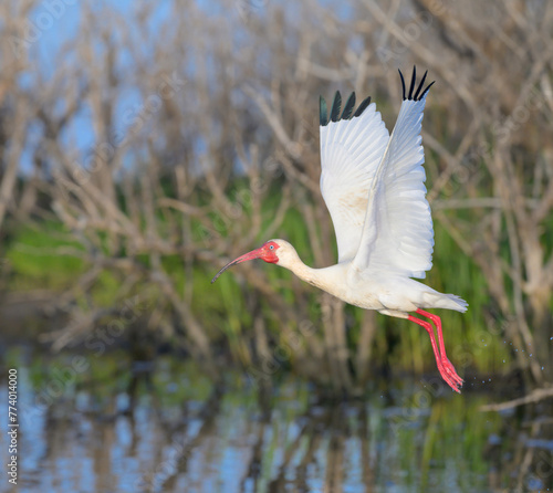 American white ibis (Eudocimus albus) flying over tidal marsh, Galveston, Texas, USA.