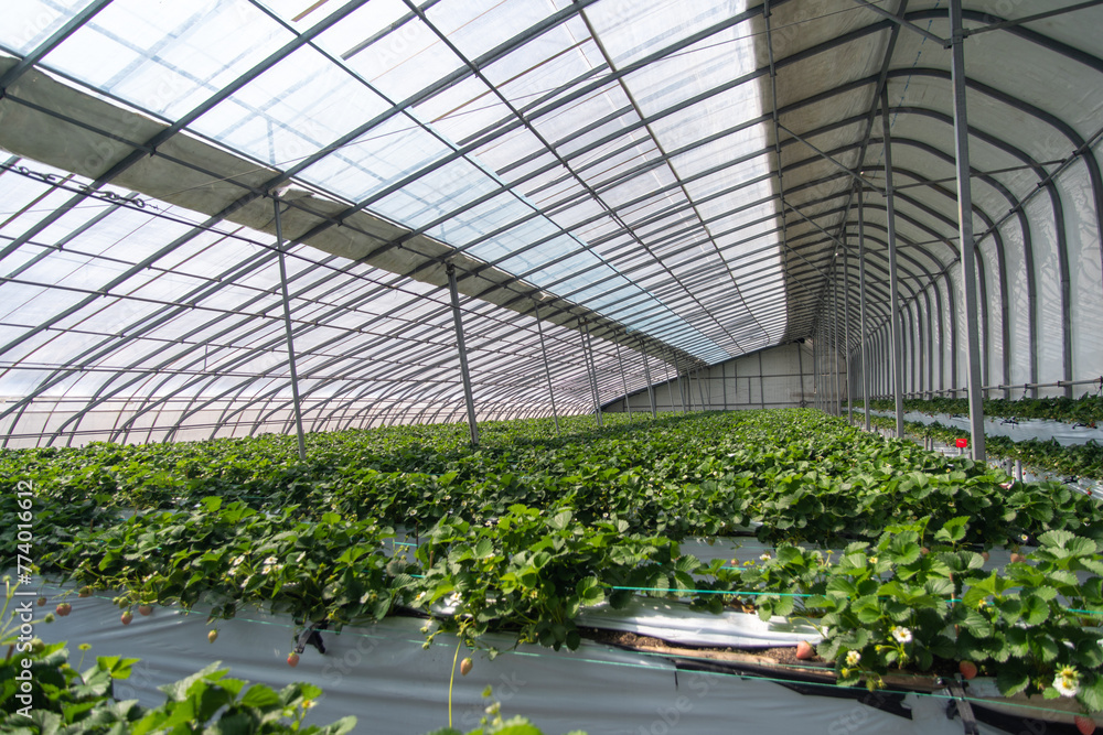 Strawberries hanging in a greenhouse. Strawberries in different growth stages hanging in the greenhouse of a strawberry nursery. Strawberries hanging in a greenhouse. Strawberries in different growth stages hanging in the greenhouse of a strawberry nursery.