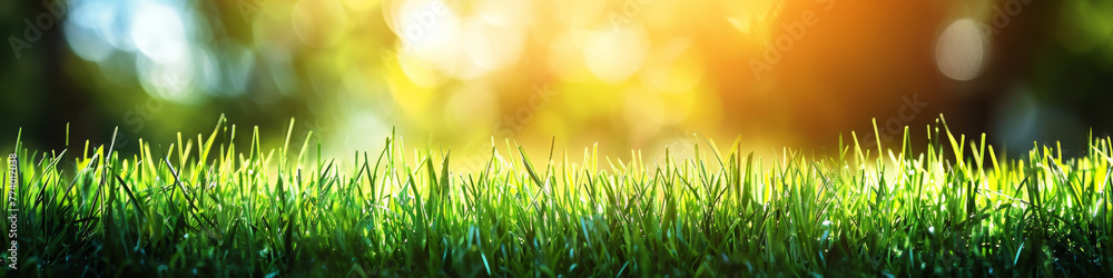 Lush Green Grass and Sunlight Flare in Serene Park Setting