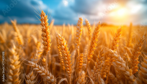 Wheat field. Sustainable energy production through organic sources. Future consumption environmental ecology eco-friendly