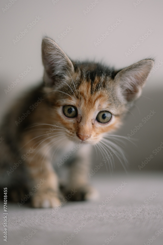 A kitten with a black nose and brown and orange fur is looking at the camera A kitten with a black nose and brown and orange fur is looking at the camera
