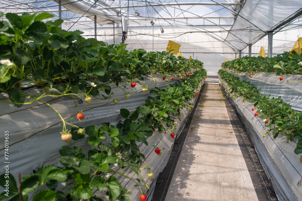 Strawberries hanging in a greenhouse. Strawberries in different growth stages hanging in the greenhouse of a strawberry nursery.