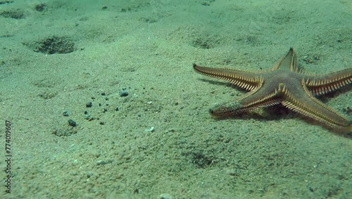 Sand Sea Star or Sandy Starfish (Astropecten jonstoni) crawls quickly along the sandy seabed, then leaves the frame, close-up. photo