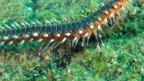 The poisonous polychaete Bearded fireworm (Hermodice carunculata) crawls along the seabed and then leaves the frame, side view, close-up.