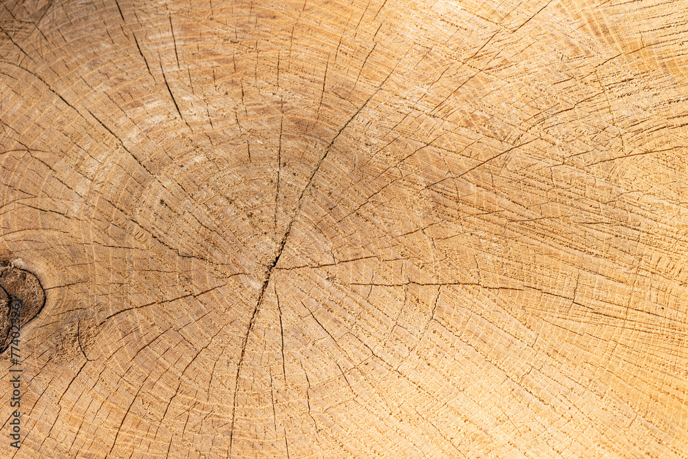 Fototapeta premium Texture of cut wood close-up