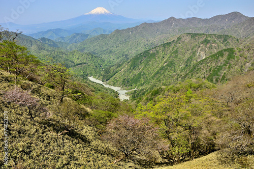 春の丹沢　日高より富士山と新緑の山地を望む
 photo