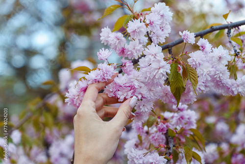 Woman's hand touching pink flowers of blooming Japanese cherry blossom in spring in park photo