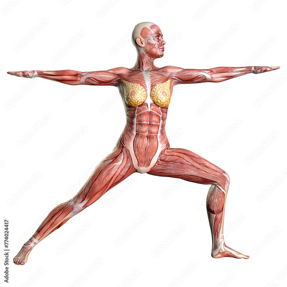 3D Rendering Female Anatomy Figure on White 3D Rendering Female Anatomy Figure on White
