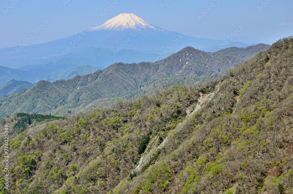 丹沢山地の丹沢山より望む新緑の山地と富士山
